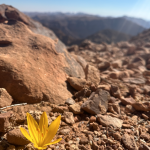 flower in umm ad dami Get Your Tour In Wadi Rum