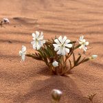 desert-flowers-wadi-rum