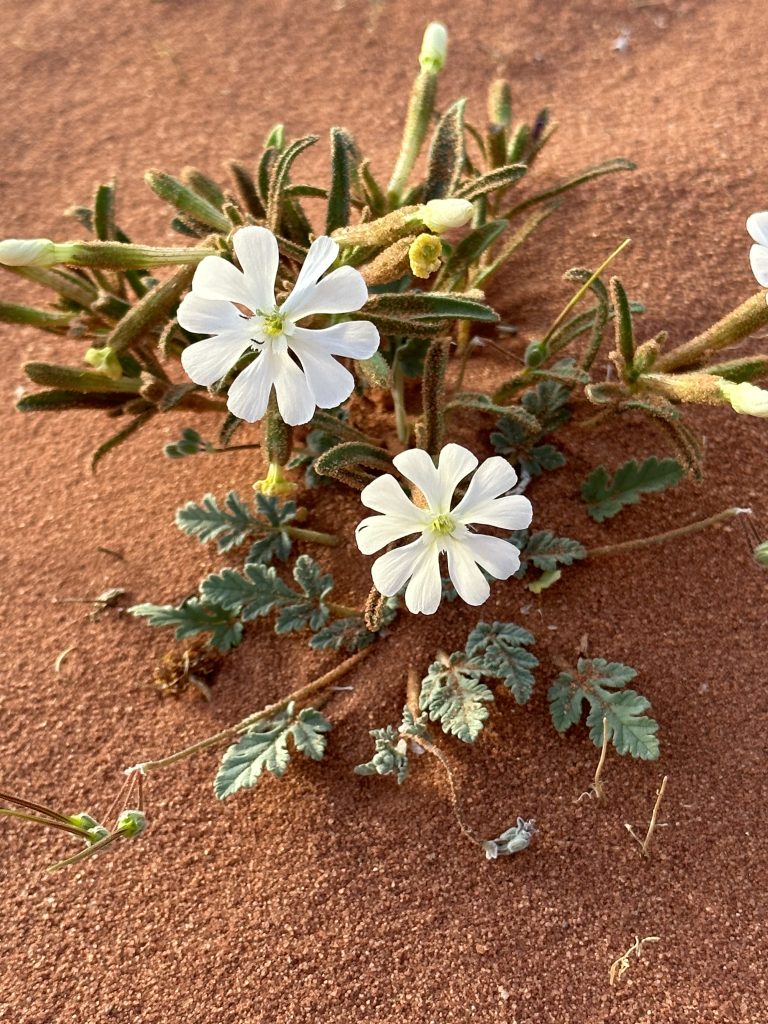 fleurs-wadi-rum-desert