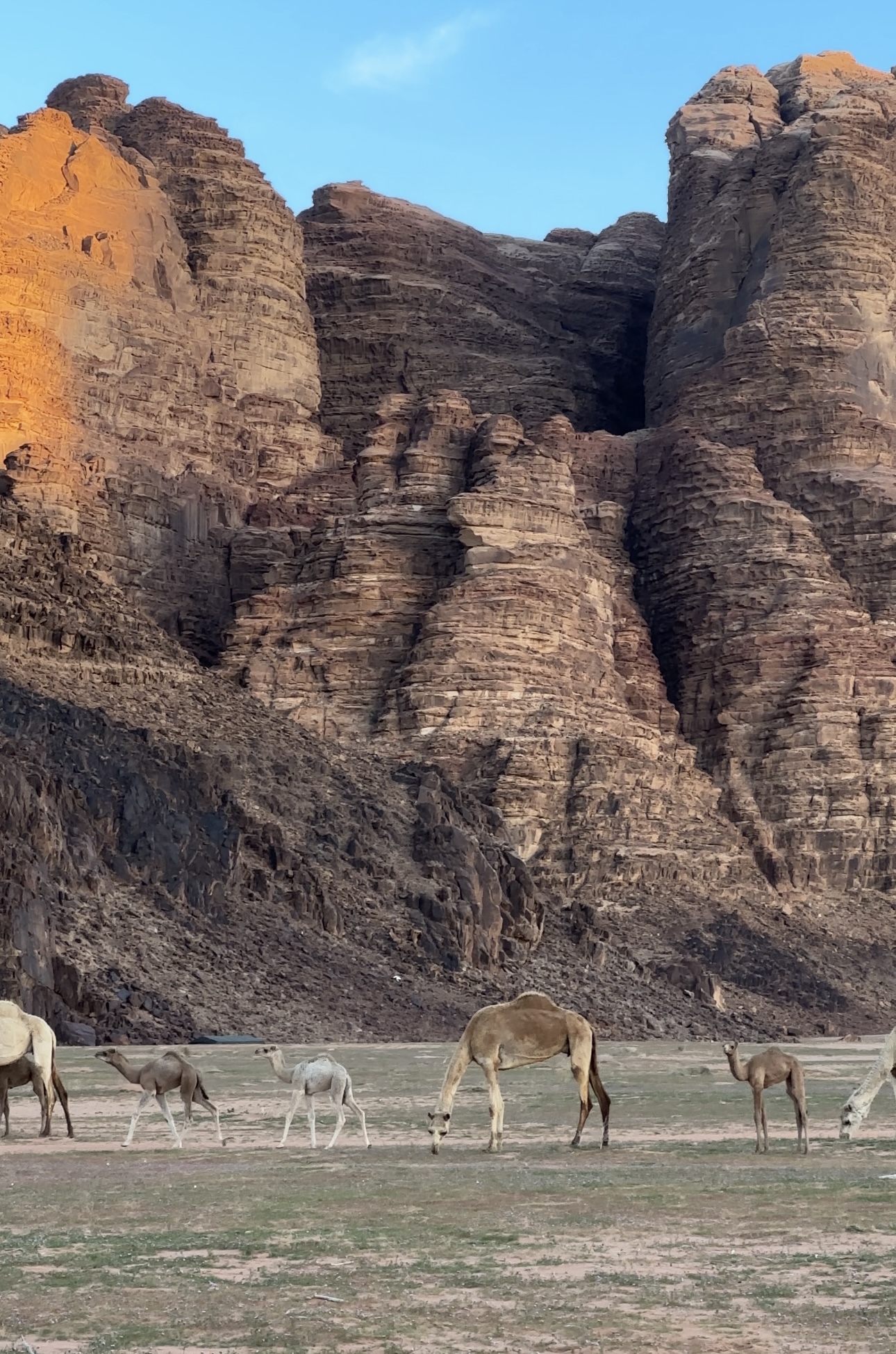 dromadaires-dans-le-wadi-rum