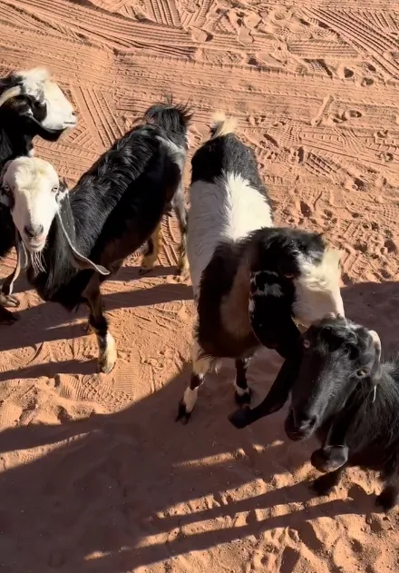 goats-wadi-rum